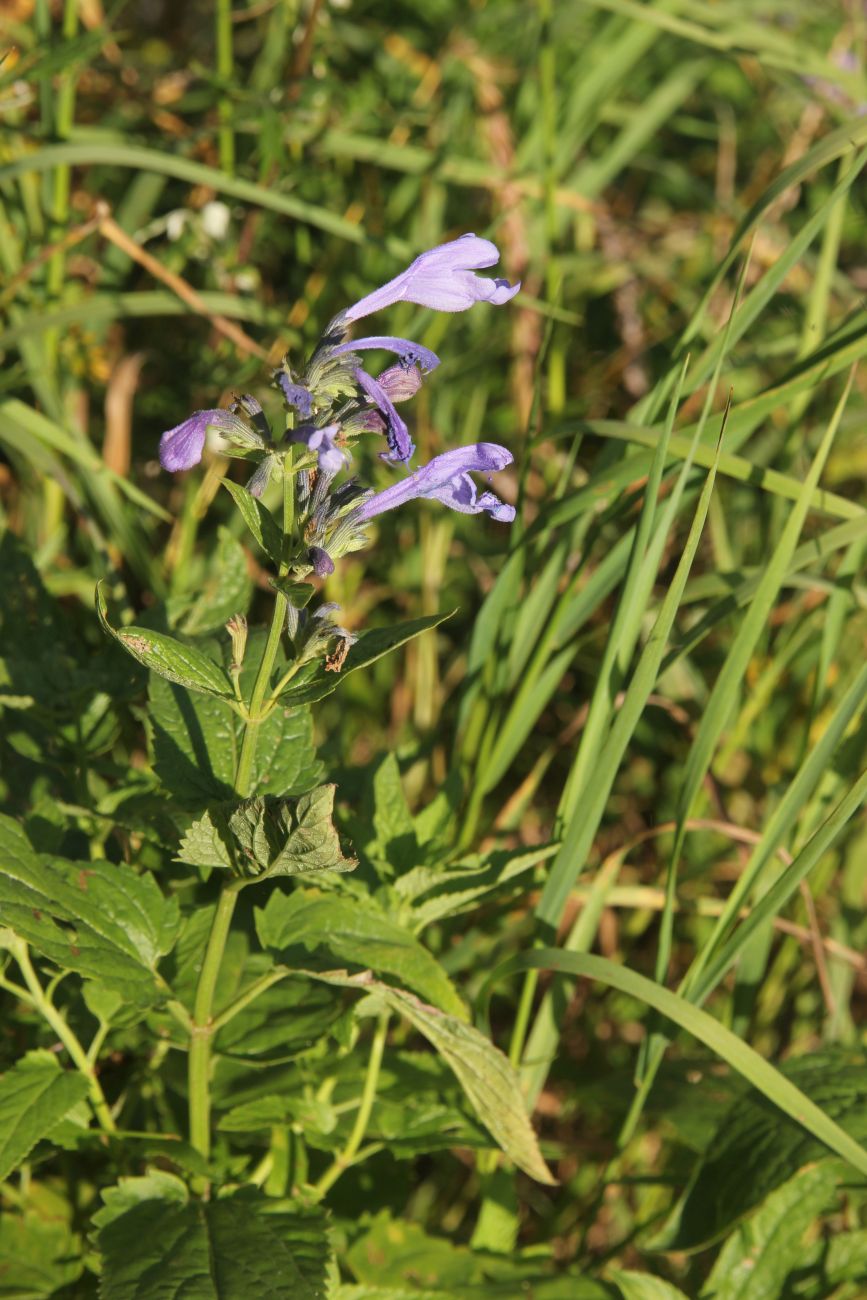 Image of Nepeta sibirica specimen.