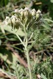 Achillea nobilis. Верхушка цветущего растения. Крым, Белогорский р-н, окр. с. Белая Скала, степь у подножия горы Ак-Кая. 19.07.2021.