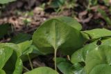 Asarum intermedium