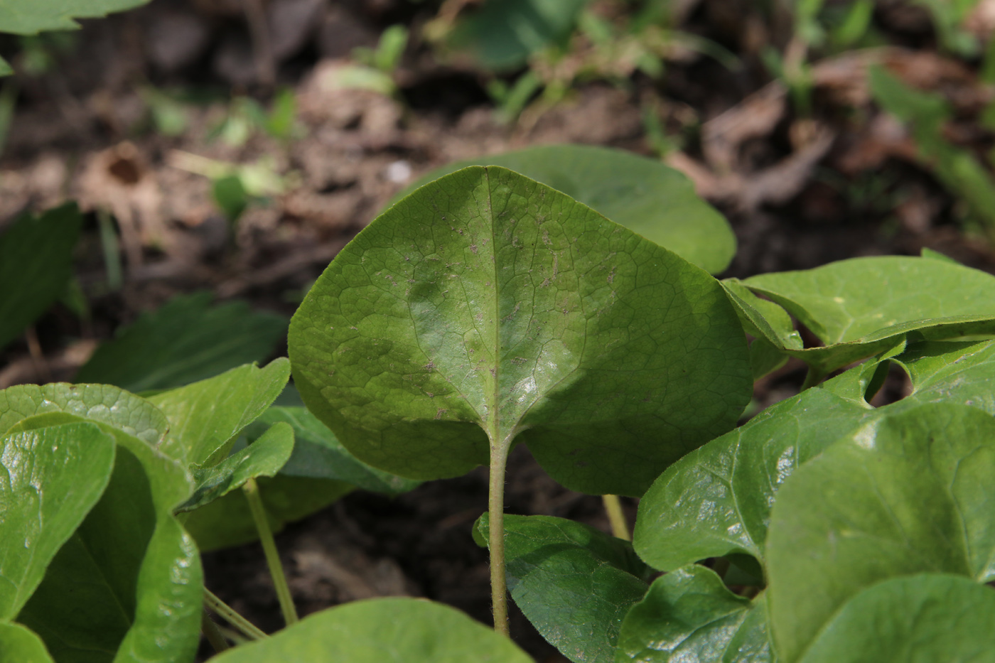 Image of Asarum intermedium specimen.