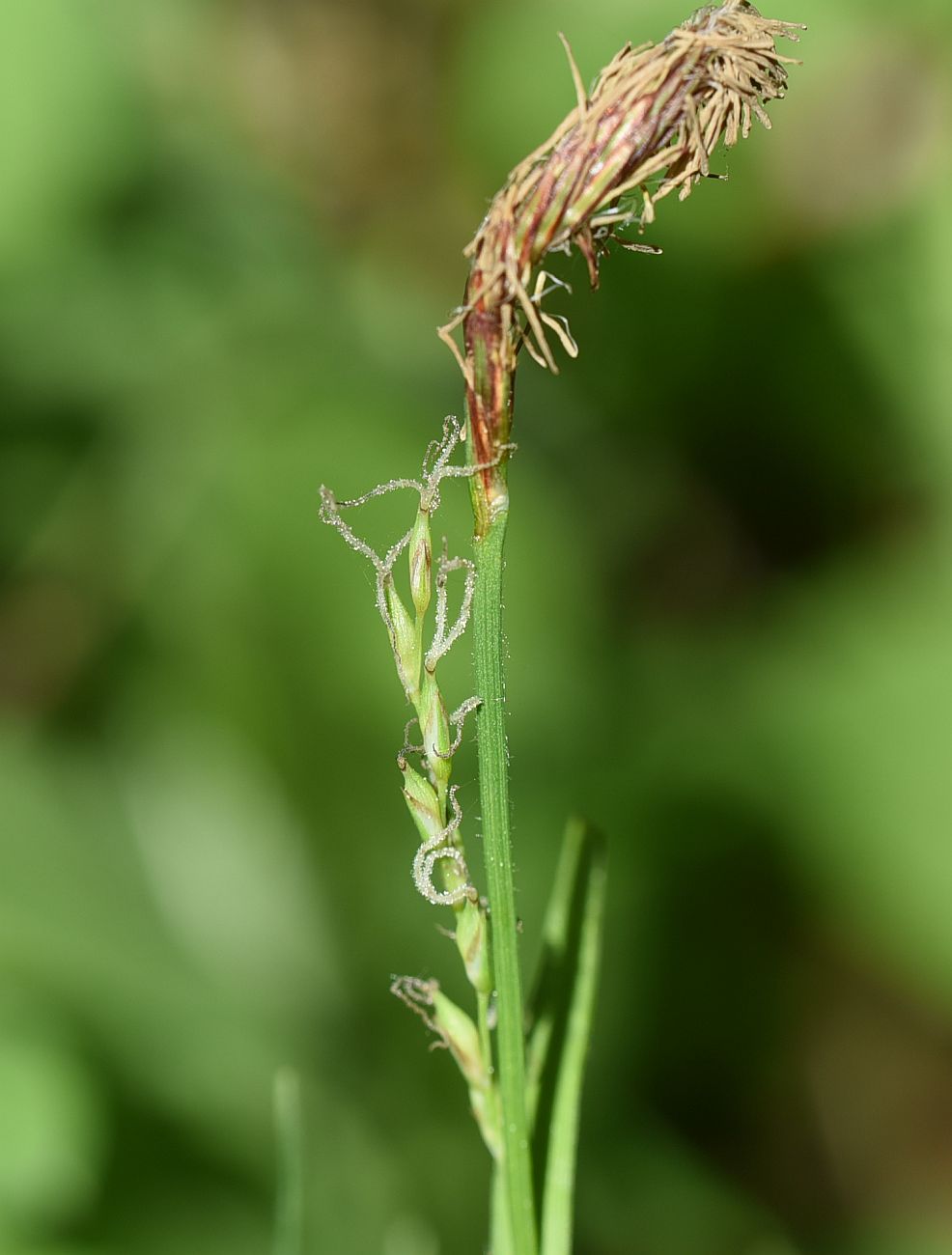 Изображение особи Carex pilosa.