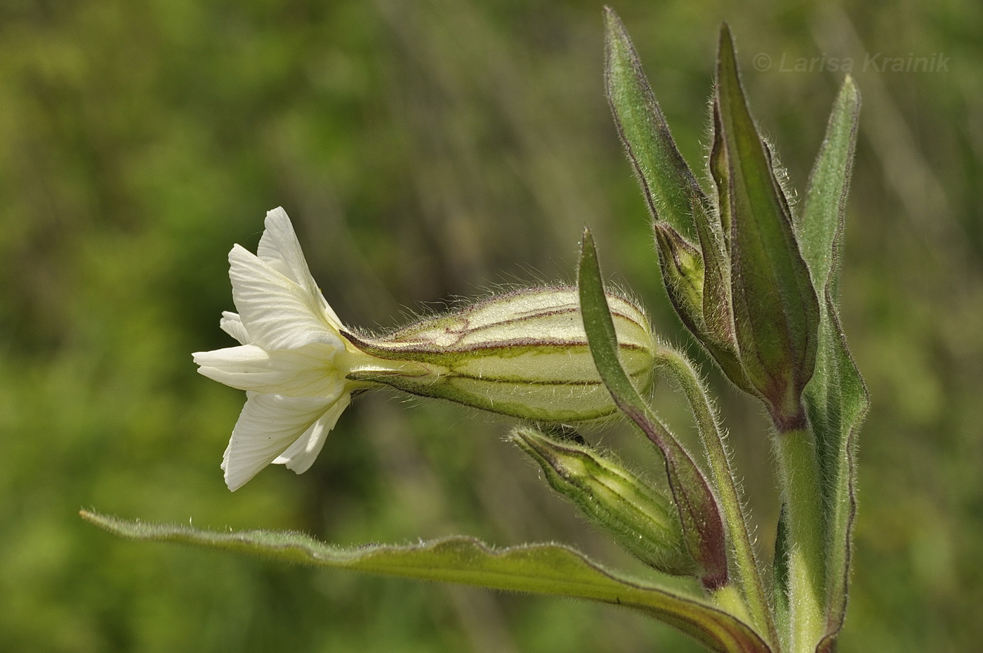 Image of Melandrium album specimen.