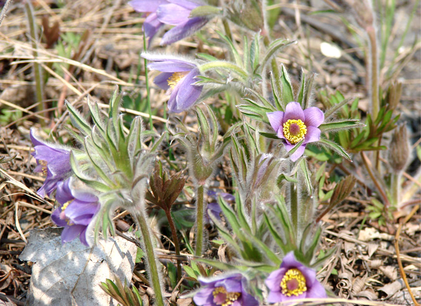 Image of Pulsatilla dahurica specimen.