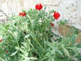Glaucium corniculatum