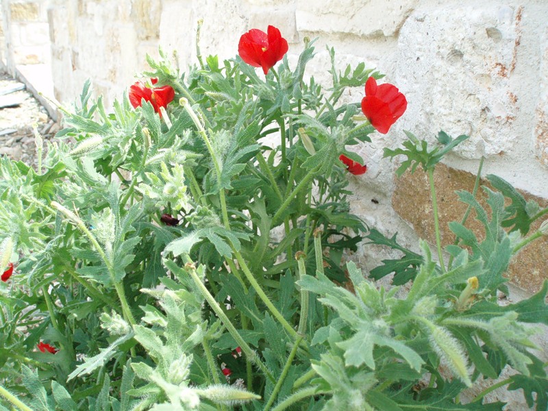 Изображение особи Glaucium corniculatum.