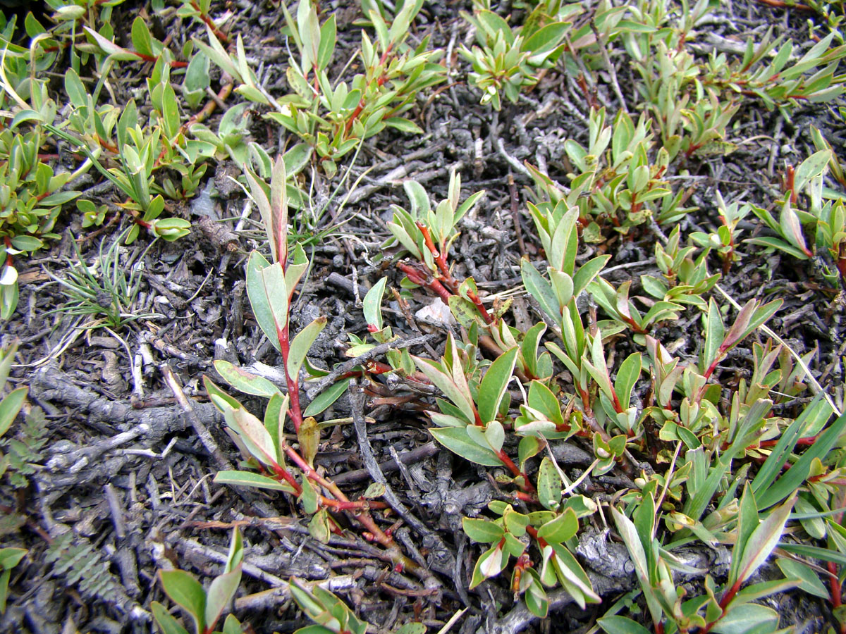 Изображение особи Salix caesia.