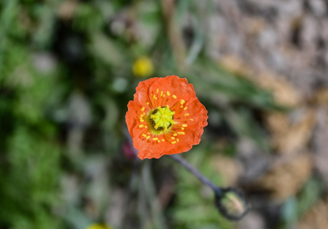Image of Papaver involucratum specimen.