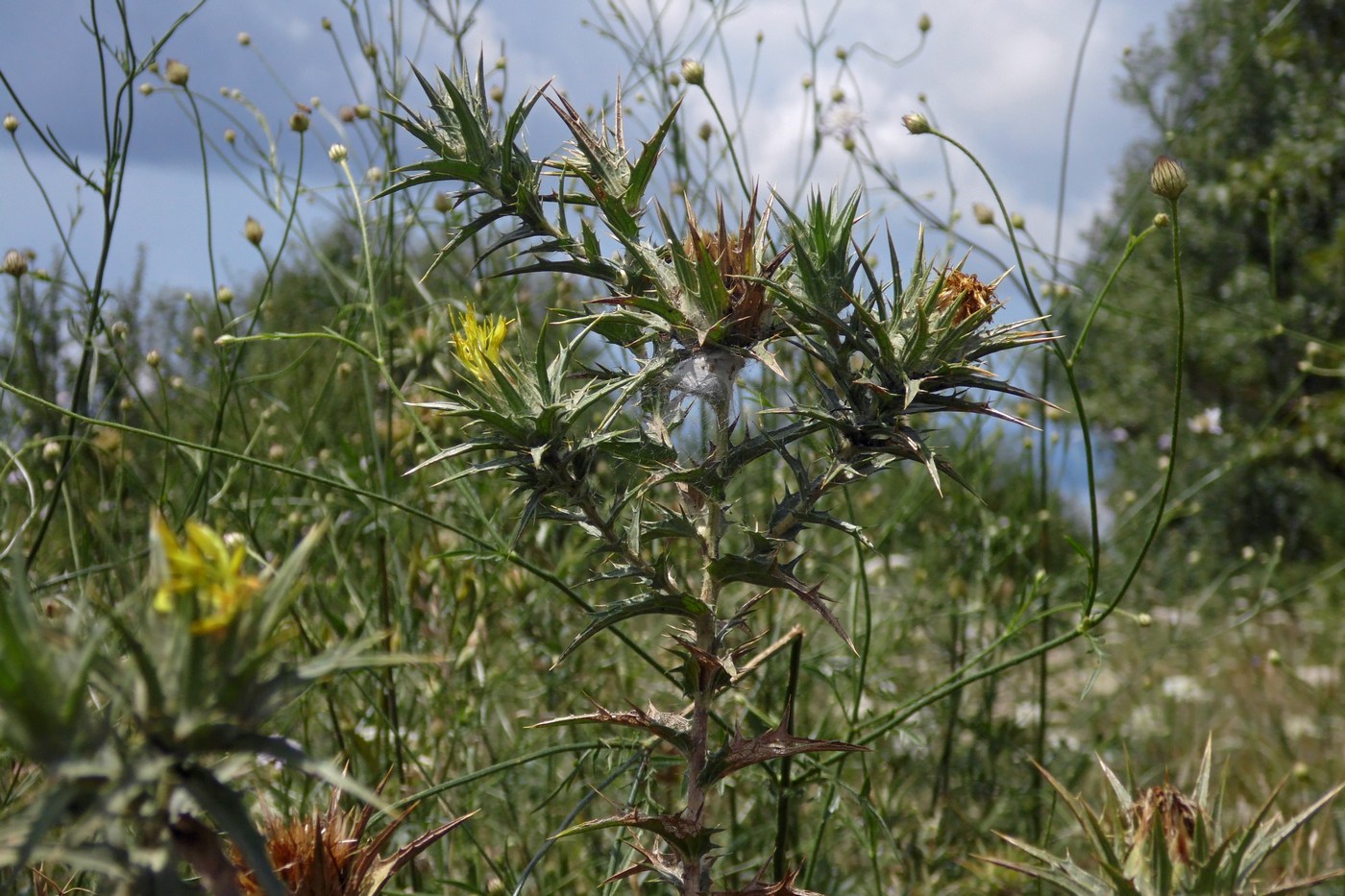 Изображение особи Carthamus lanatus.