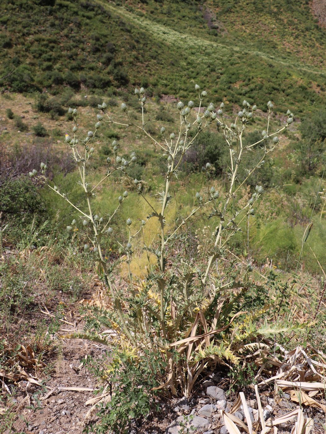 Image of Cousinia vicaria specimen.