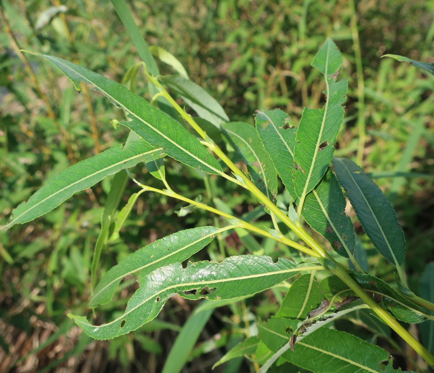 Image of Salix acutifolia specimen.