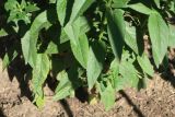 Veronica spicata