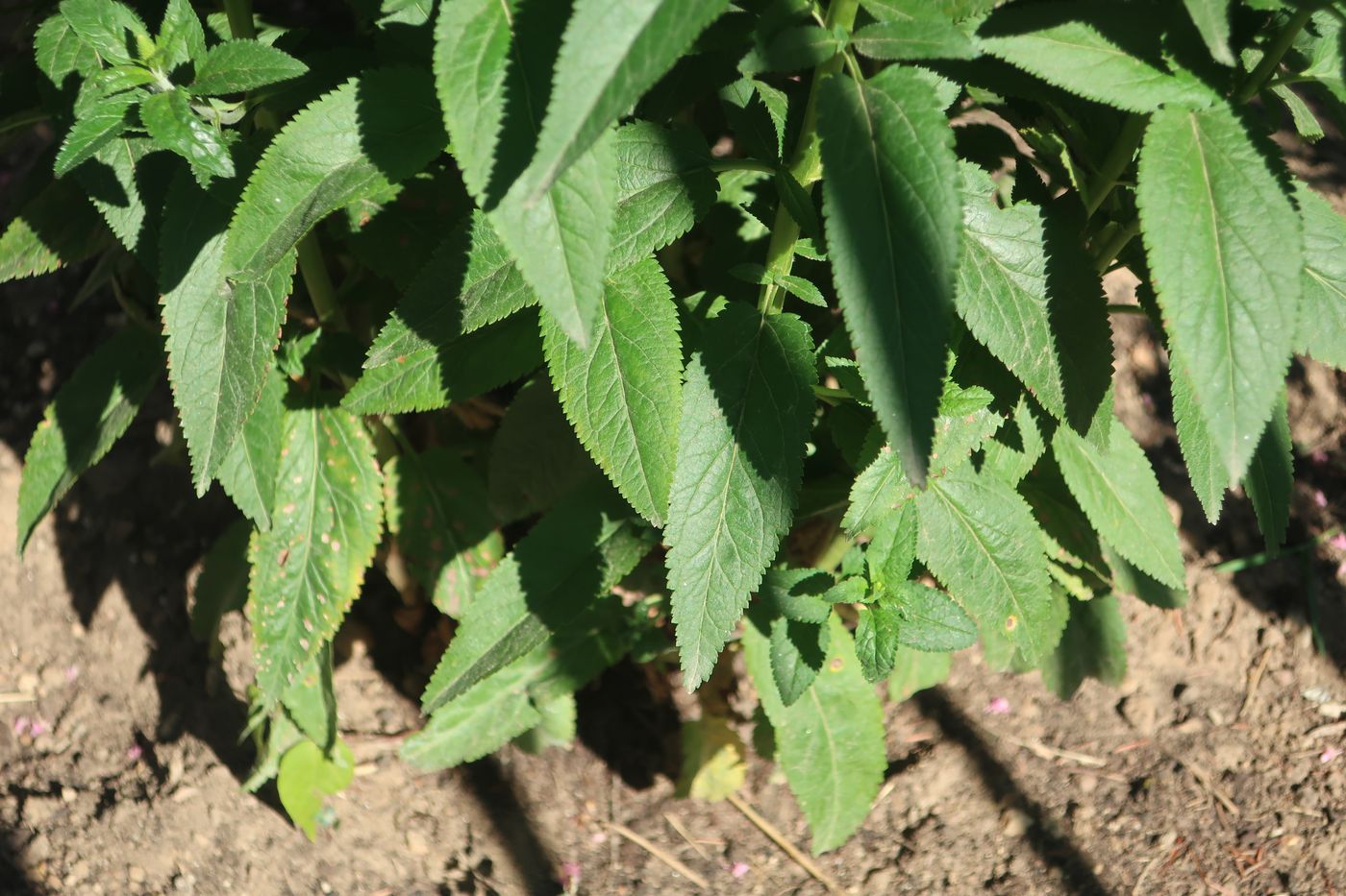 Image of Veronica spicata specimen.