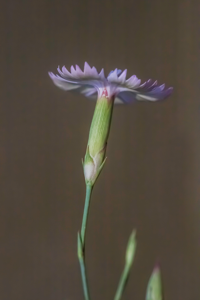 Изображение особи Dianthus campestris.