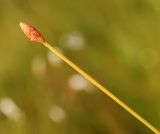 Eleocharis tetraquetra. Верхушка плодоносящего растения. Приморский край, Ольгинский р-н, окр. пгт Ольга, вблизи устья р. Аввакумовка на левом берегу, берег озера, травяное болото на сплавине. 01.09.2022.