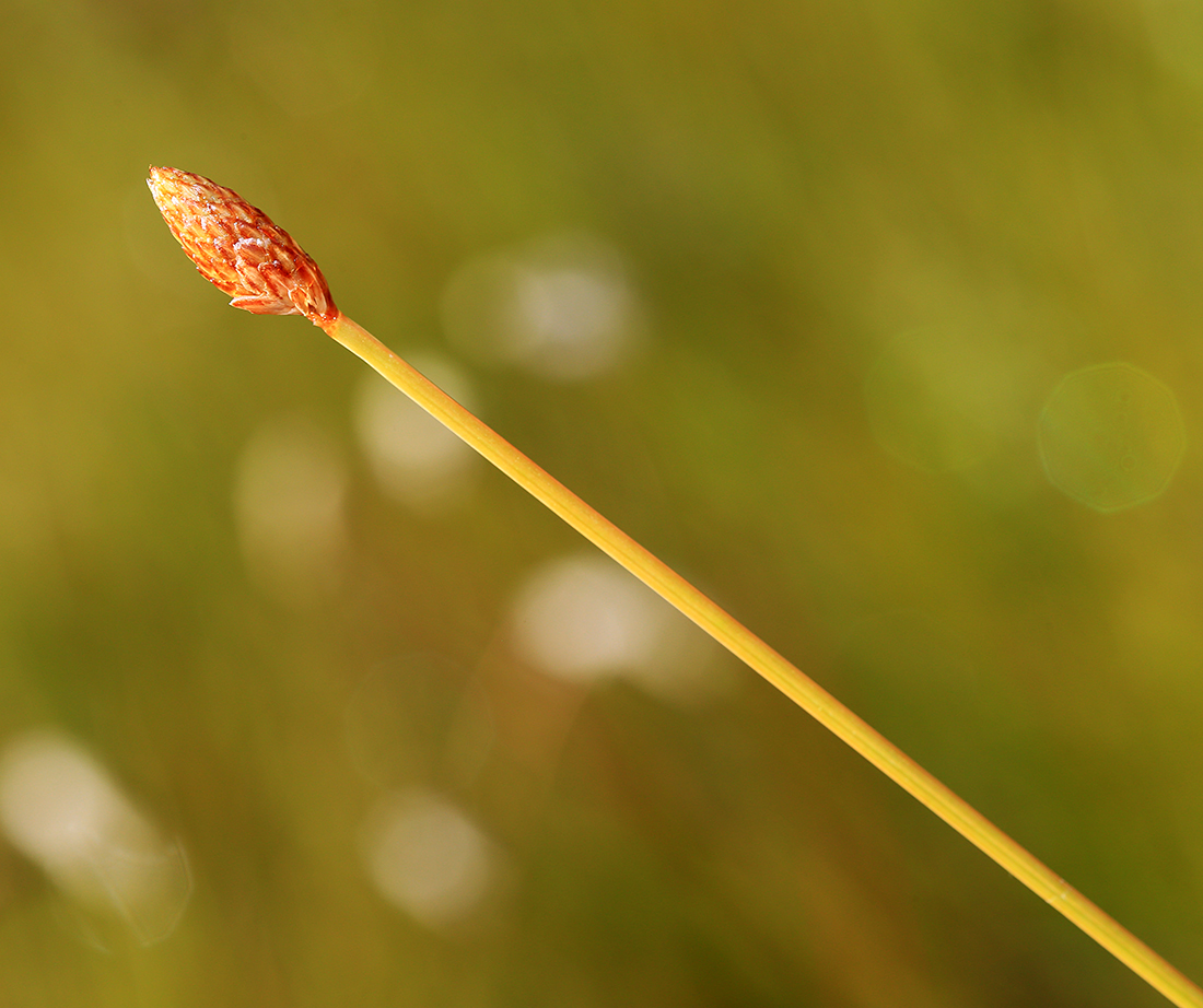 Image of Eleocharis tetraquetra specimen.