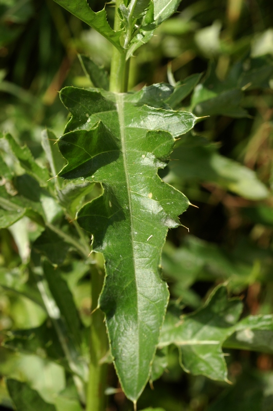 Image of Cirsium arvense specimen.