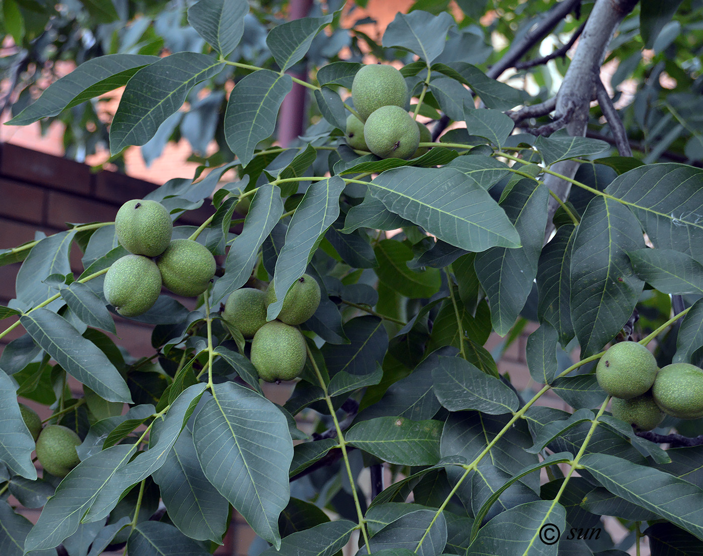 Изображение особи Juglans regia.