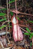 Nepenthes rafflesiana. Ловчий кувшинчик. Малайзия, штат Саравак, национальный парк \"Бако\". 30.04.2008.