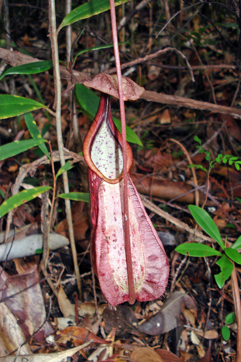 Image of Nepenthes rafflesiana specimen.