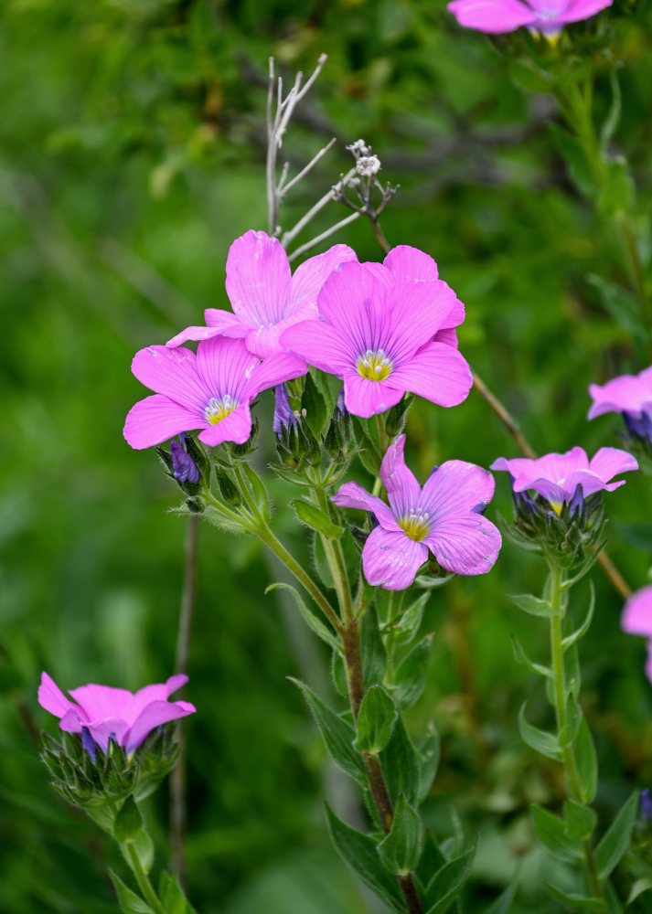 Image of Linum hypericifolium specimen.