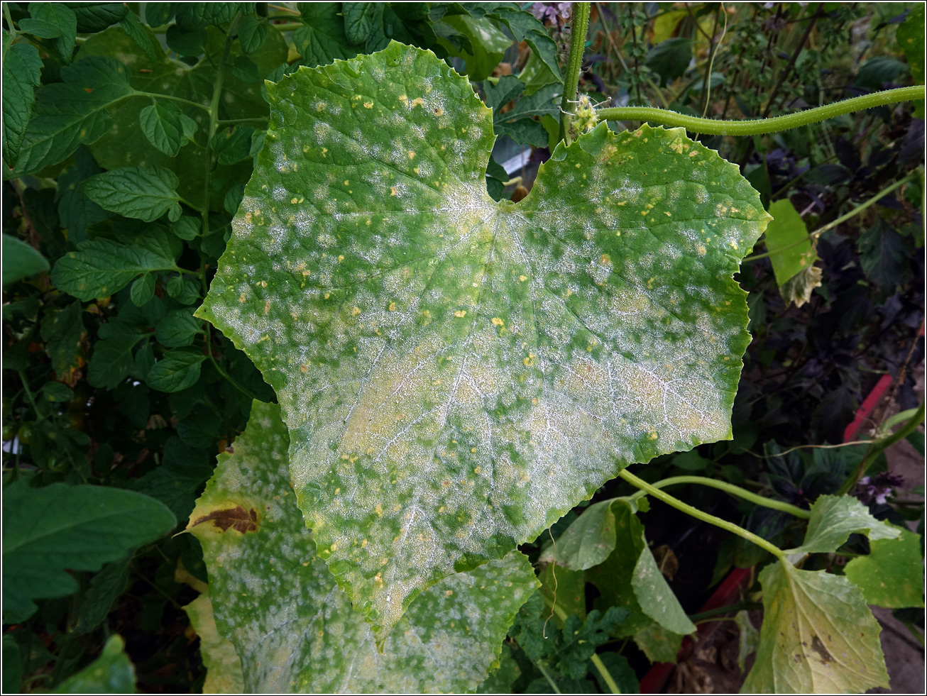 Image of Cucumis sativus specimen.