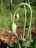 Papaver nudicaule
