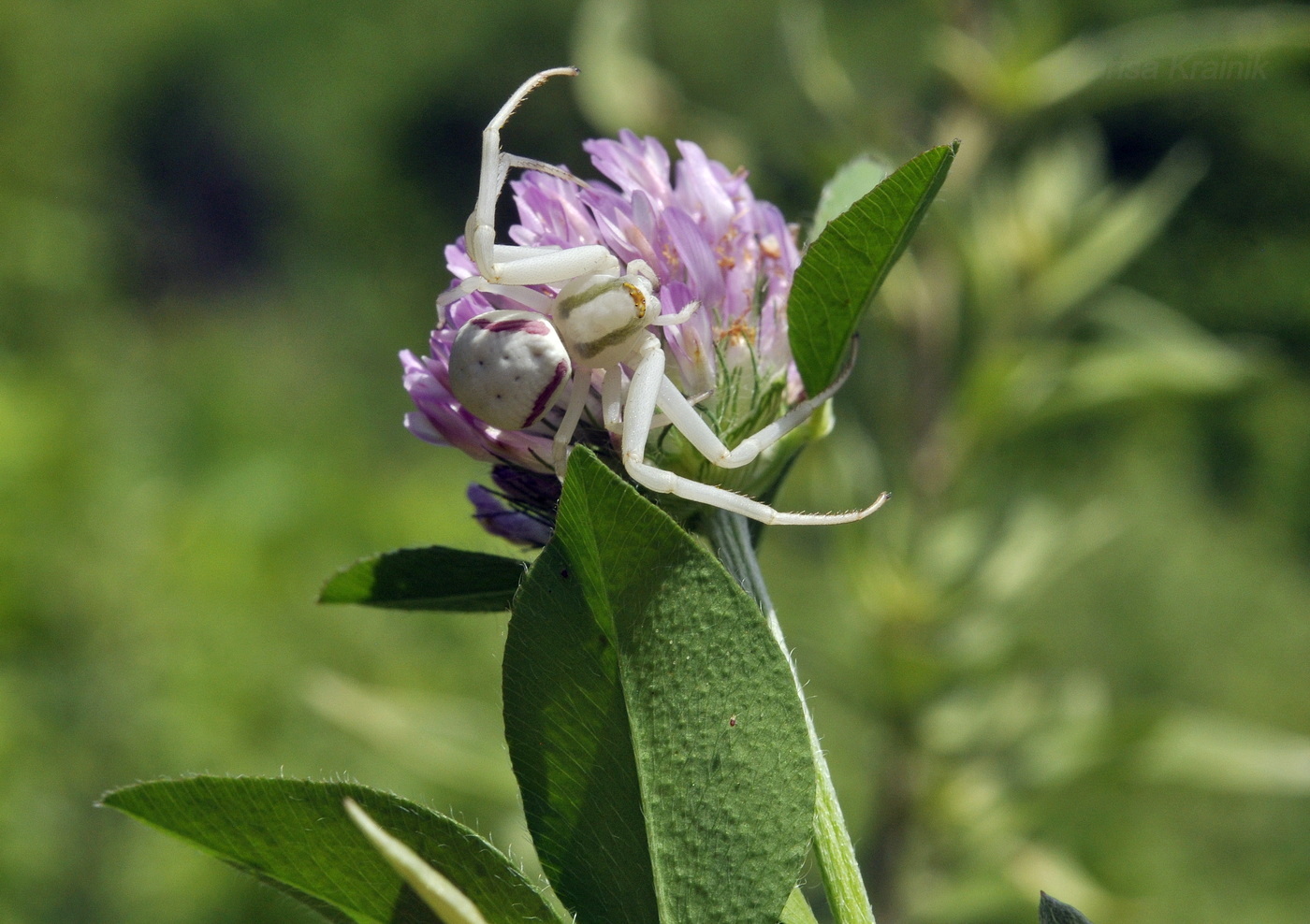 Image of Trifolium pratense specimen.