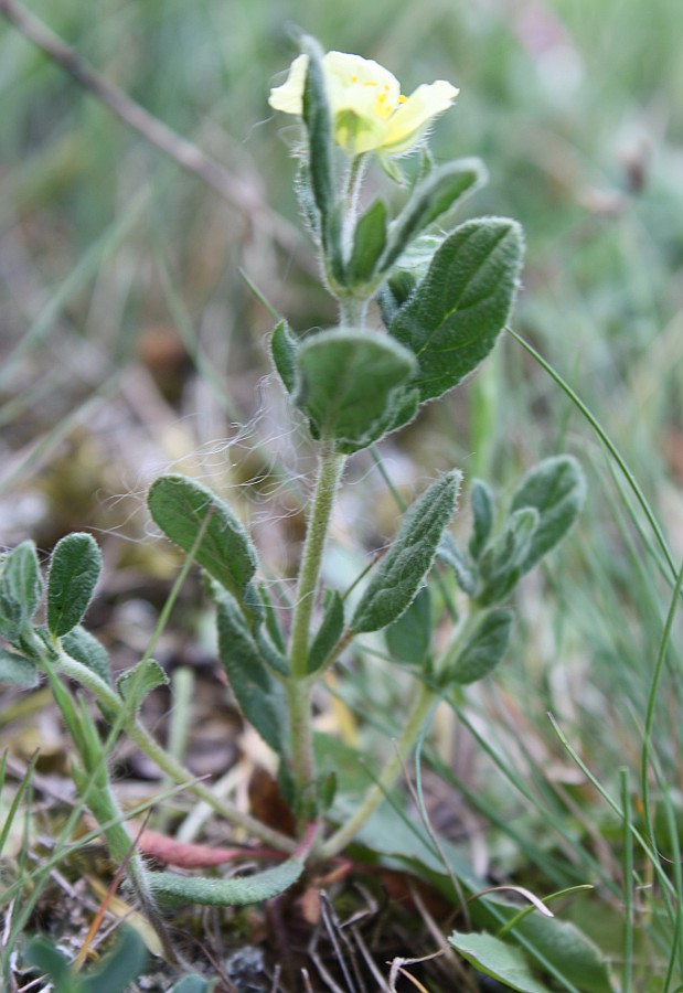Изображение особи Helianthemum salicifolium.