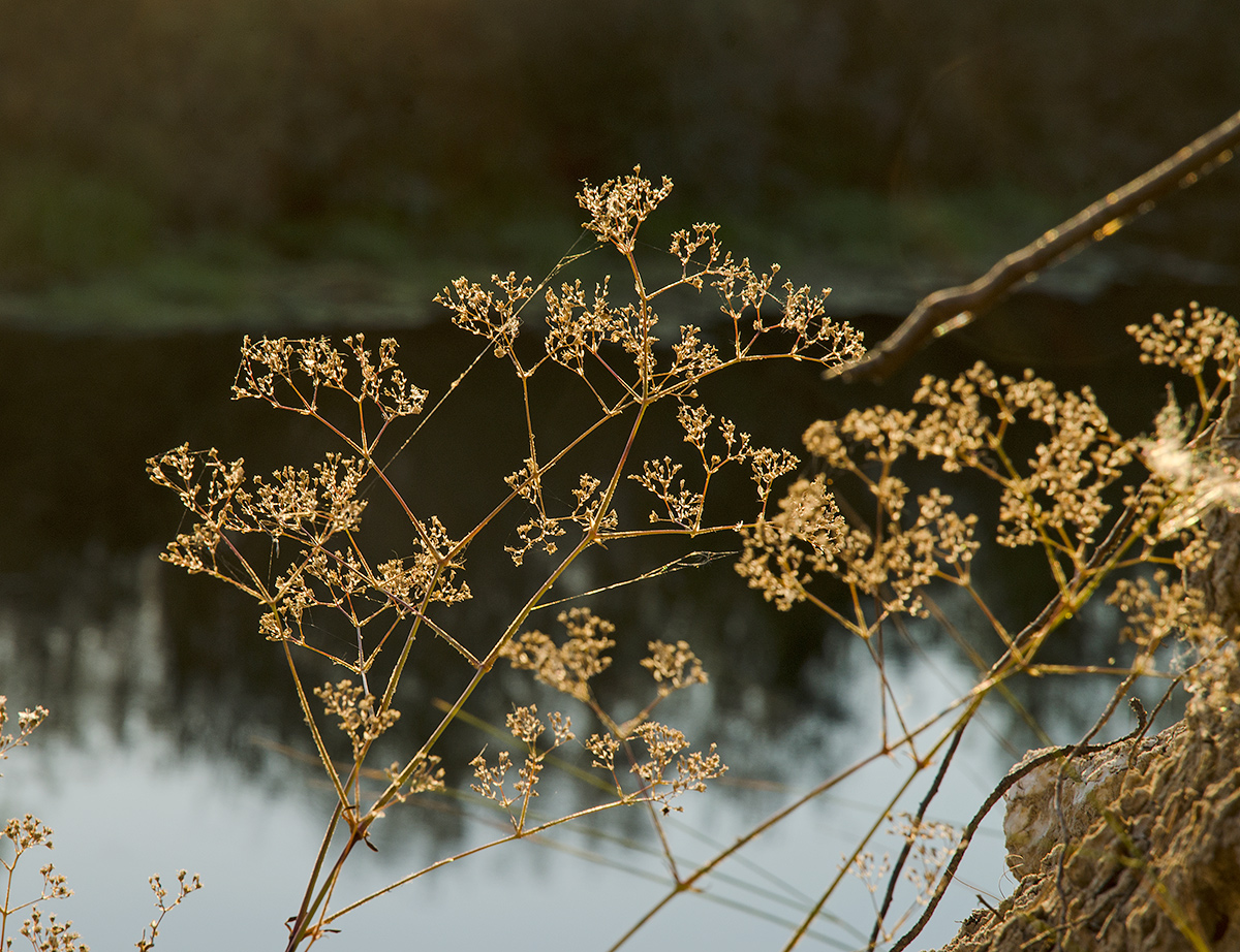 Image of Gypsophila altissima specimen.