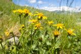 Senecio taraxacifolius