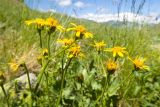 Senecio taraxacifolius. Верхушка цветущего растения. Карачаево-Черкесия, Урупский р-н, Кавказский биосферный заповедник, Имеретинский горный узел, СВ склон пика Ставрополь, верхняя стоянка Имеретинской тропы, ≈ 2400 м н.у.м., альпийский луг. 28.07.2022.