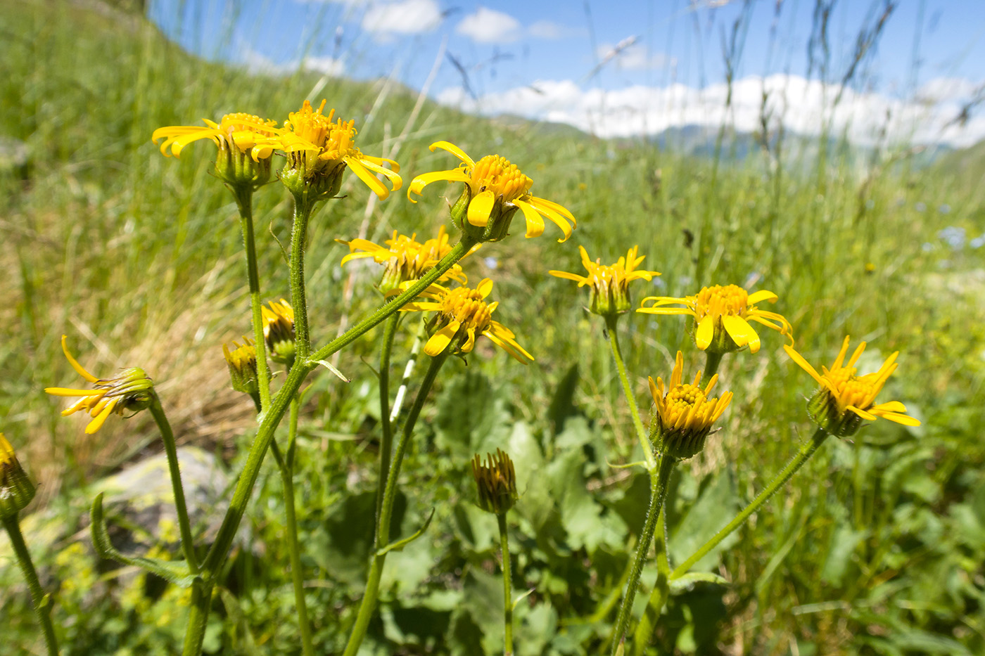 Image of Senecio taraxacifolius specimen.