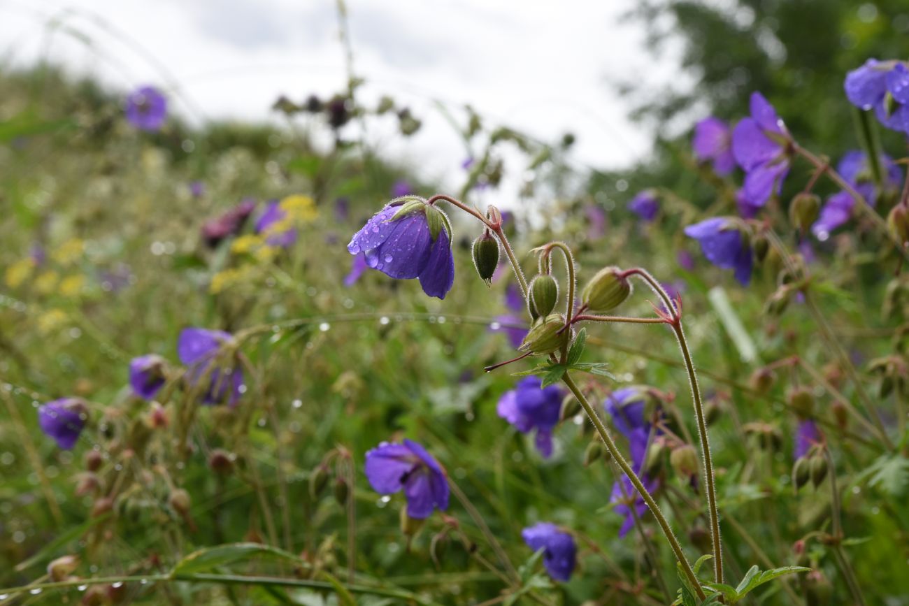 Изображение особи Geranium ruprechtii.