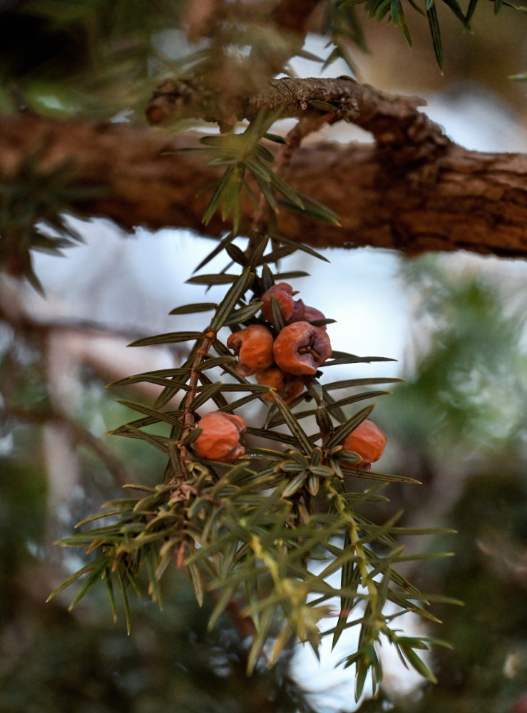 Image of Juniperus oxycedrus specimen.