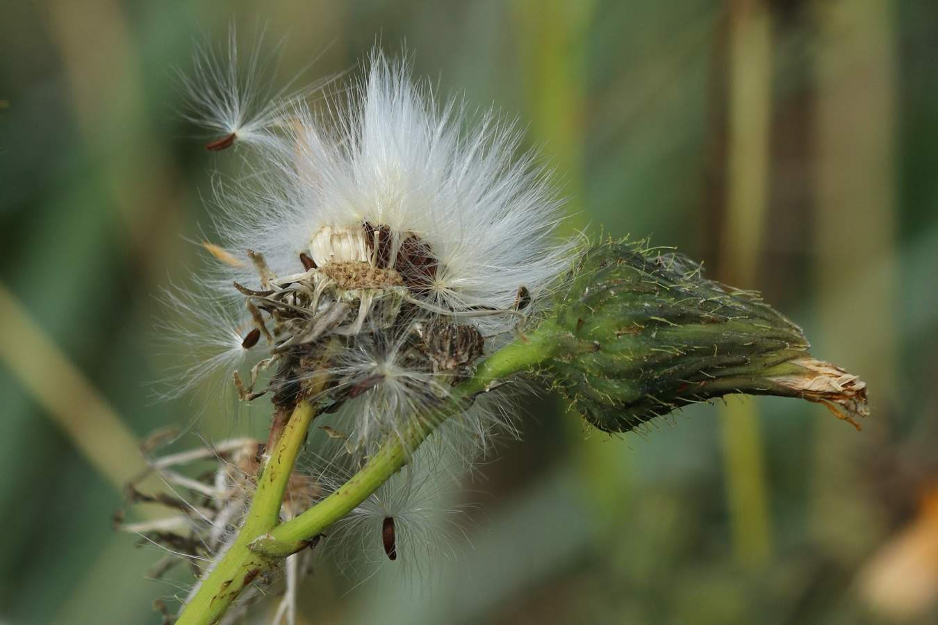 Image of Sonchus humilis specimen.