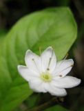 Trientalis arctica