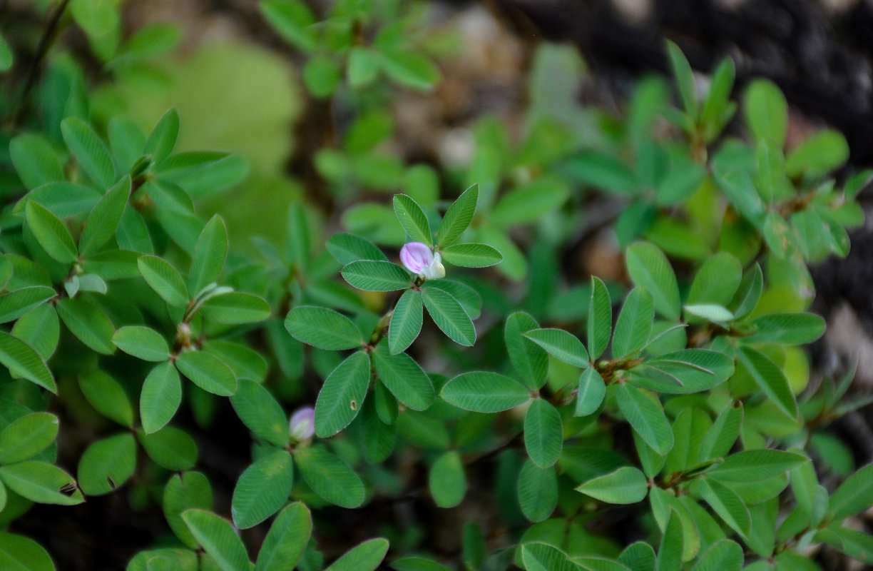 Изображение особи Kummerowia stipulacea.