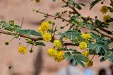 Vachellia nilotica. Часть ветви с соцветиями. Египет, мухафаза Асуан, храмовый комплекс Абу-Симбел, сухой склон. 04.05.2023.