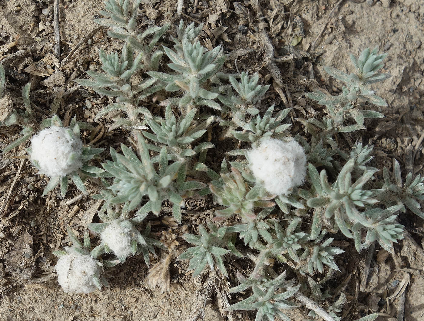 Image of Bassia prostrata specimen.