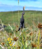 Crotalaria lanceolata