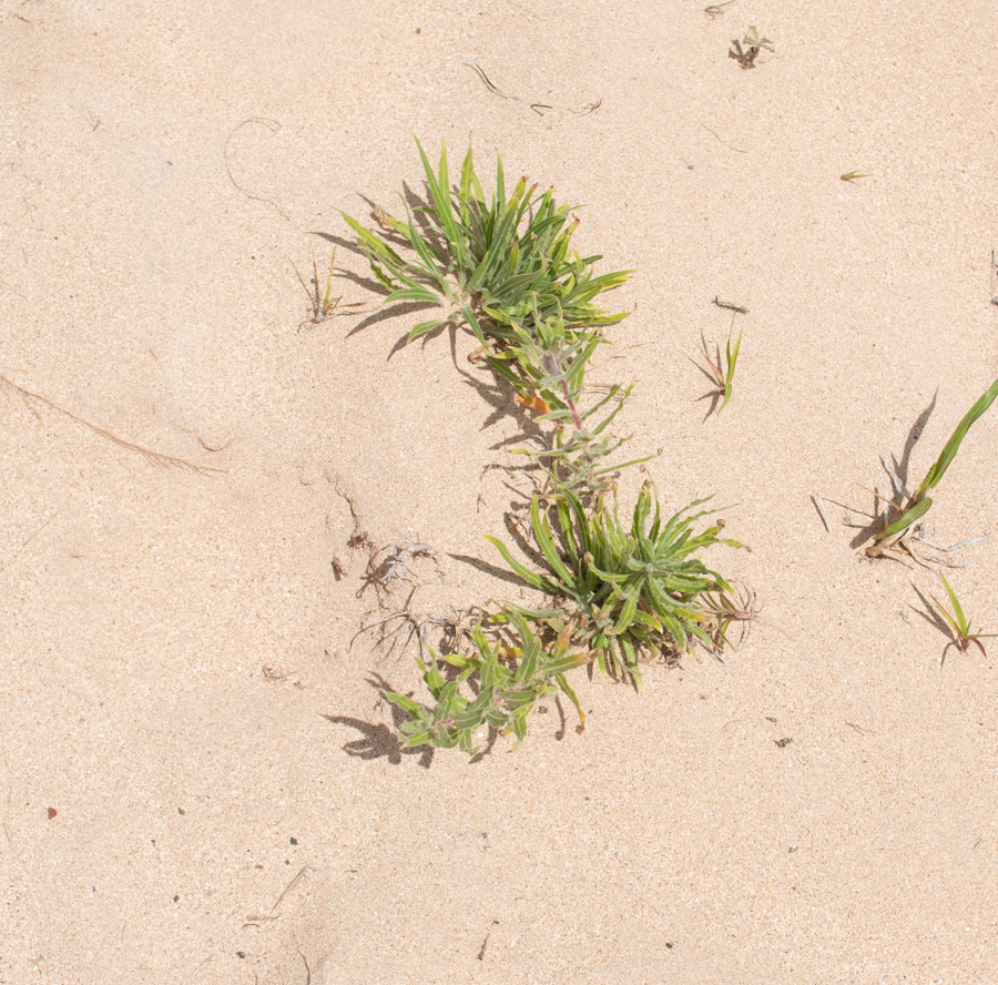 Image of Oenothera stricta specimen.