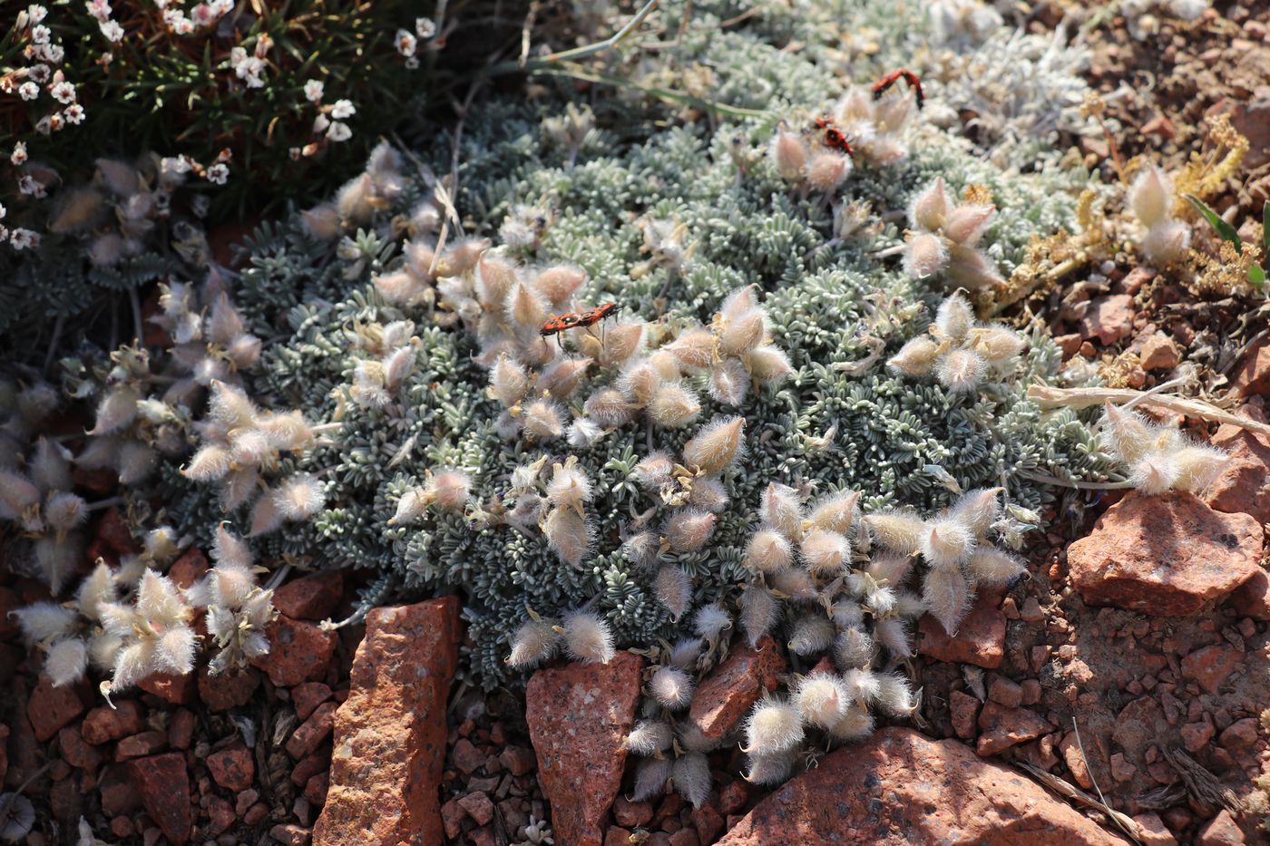 Изображение особи Oxytropis leucocyanea.