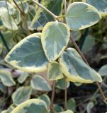Euonymus japonicus. Части побегов. Болгария, Бургасская обл., село Оризаре, в культуре. 17.09.2021.