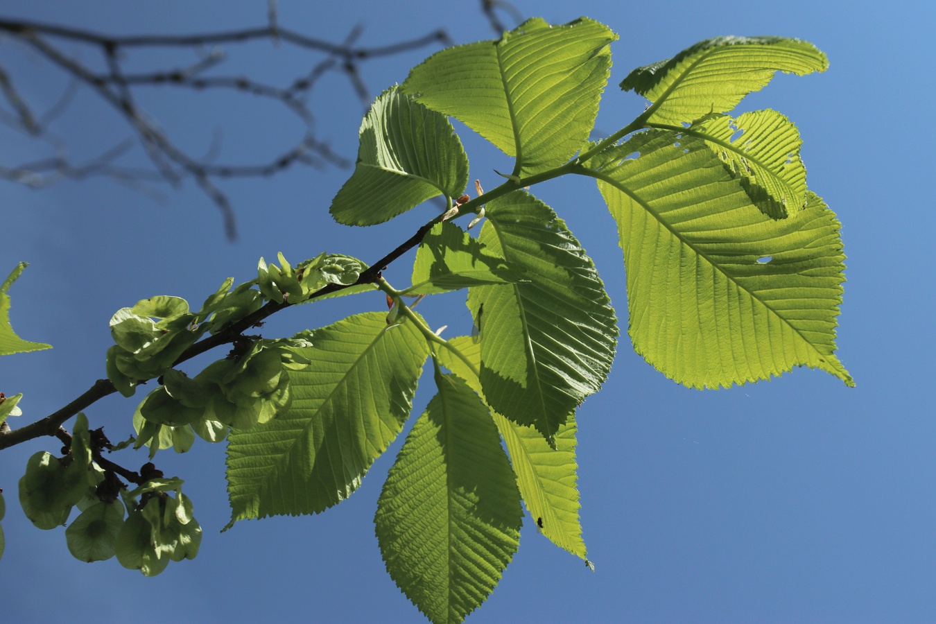 Image of Ulmus glabra specimen.