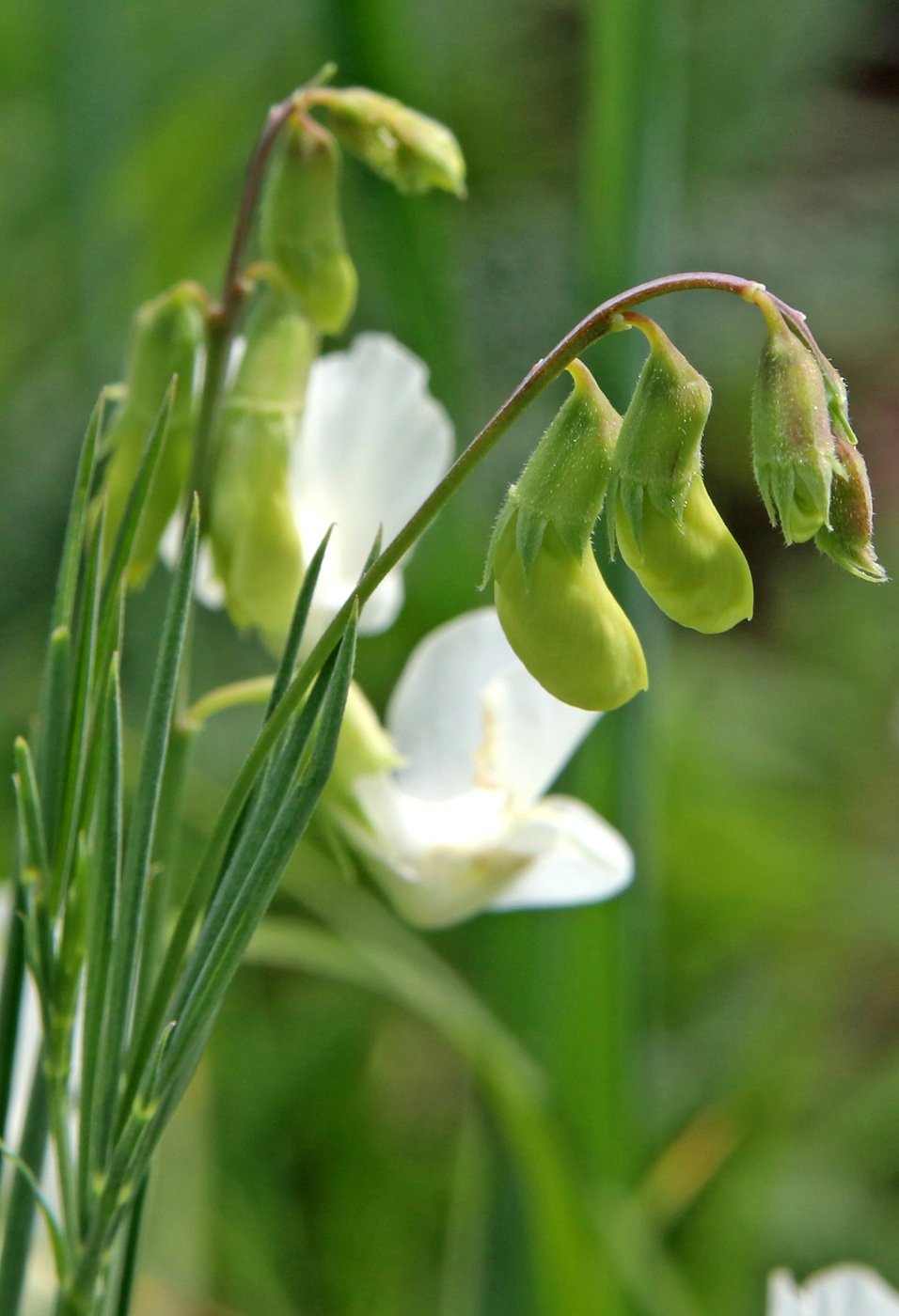 Изображение особи Lathyrus pannonicus.