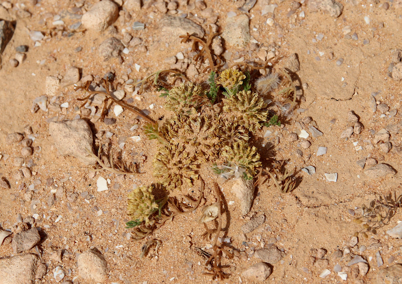 Image of Anacyclus monanthos specimen.