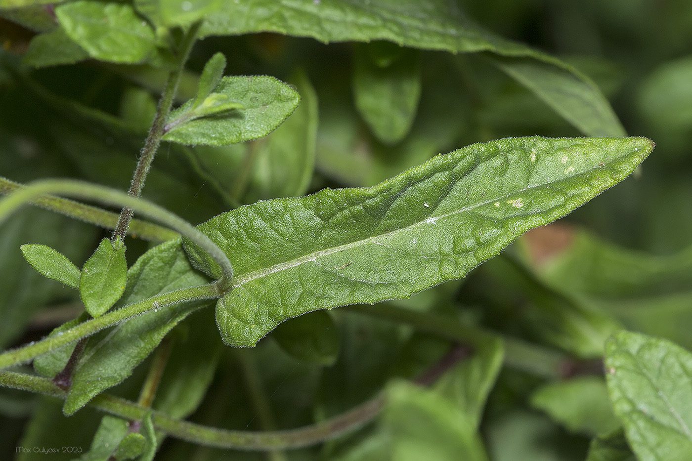 Изображение особи Pulicaria dysenterica.