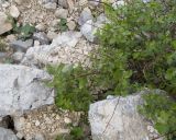 Image of taxon representative. Author is Татьяна Винокурова