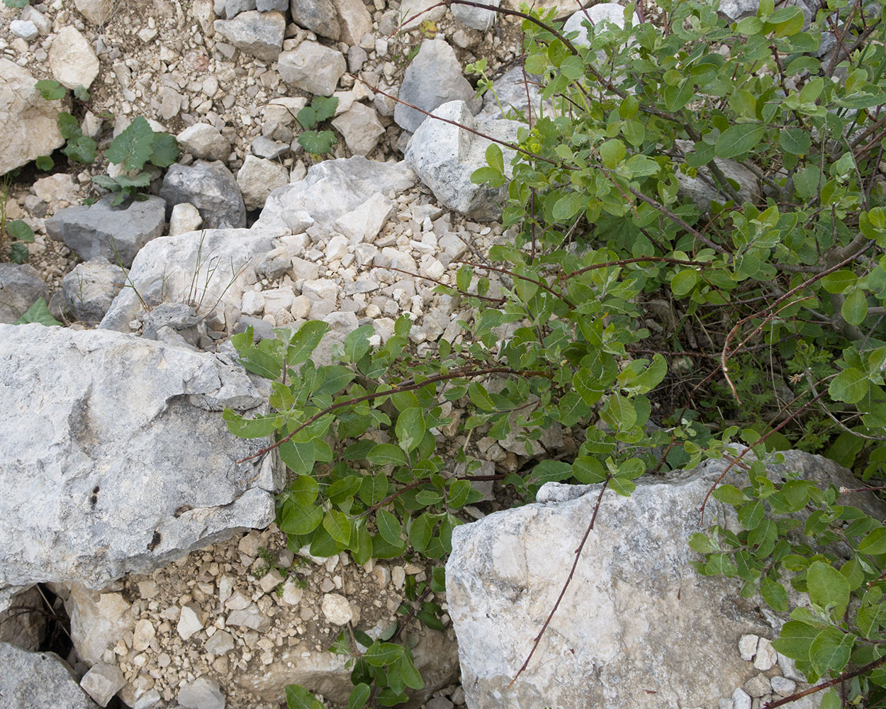 Image of Salix caprea specimen.