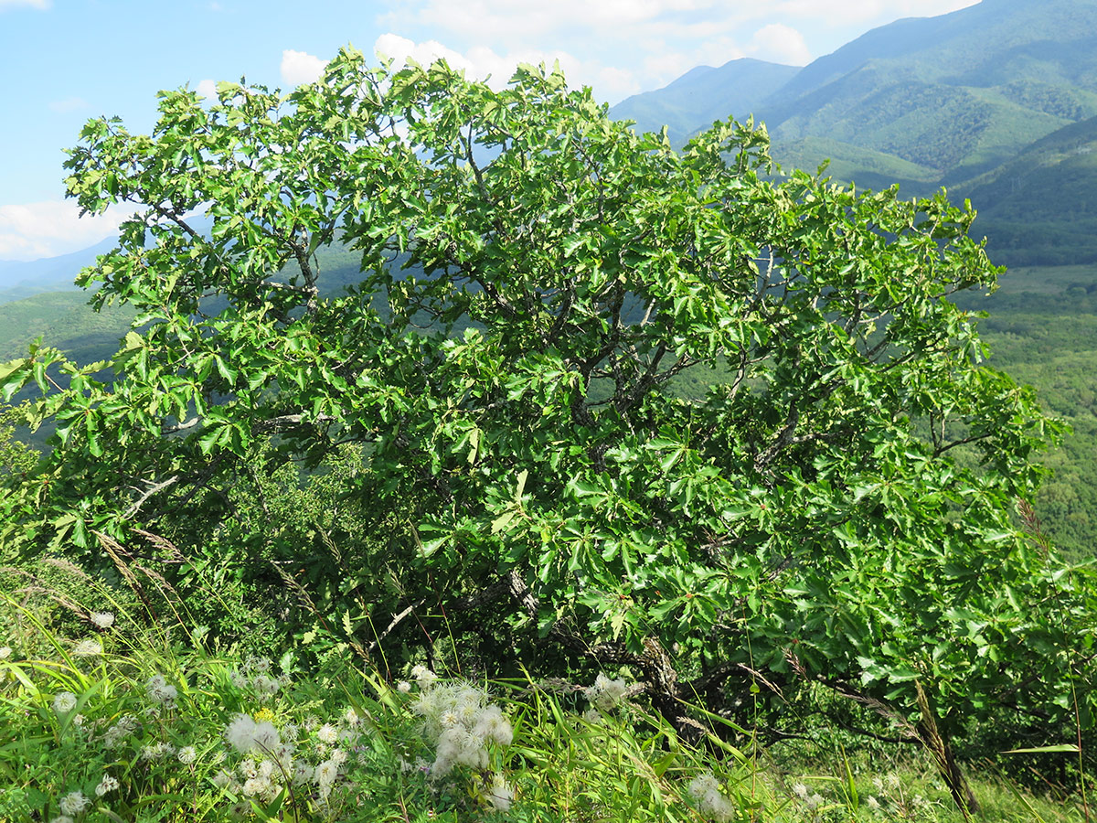 Изображение особи Quercus dentata.